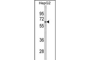 Western blot analysis of HNRPL Antibody (C-term) (ABIN650773 and ABIN2839553) in HepG2 cell line lysates (35 μg/lane). (HNRNPL Antikörper  (C-Term))