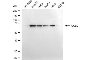 Western blotting analysis using GCLC antibody (ABIN7798742). (Rekombinanter GCLC Antikörper)