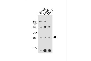 All lanes : Anti-RPS4Y1 Antibody (Center) at 1:2000 dilution Lane 1: HUVEC whole cell lysate Lane 2: Daudi whole cell lysate Lane 3: Molt-4 whole cell lysate Lysates/proteins at 20 μg per lane. (RPS4Y1 Antikörper  (AA 76-105))