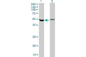 Western Blotting (WB) image for anti-DEAD (Asp-Glu-Ala-Asp) Box Polypeptide 6 (DDX6) (AA 1-484) antibody (ABIN598641)