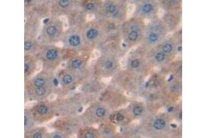 IHC-P analysis of Mouse Tissue, with DAB staining. (LCAT Antikörper  (AA 41-210))