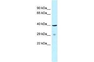 WB Suggested Anti-SLAMF1 Antibody Titration: 1. (SLAMF1 Antikörper  (C-Term))