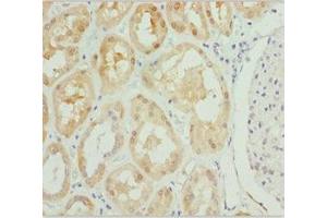 Immunohistochemistry of paraffin-embedded human kidney tissue using ABIN7163421 at dilution of 1:100 (PSPH Antikörper  (AA 1-225))