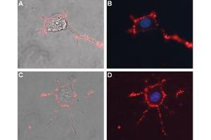 Expression of NaVβ1 in differentiated rat PC12 cellsCell surface detection of NaVβ1 in live and intact differentiated rat PC12 cells.