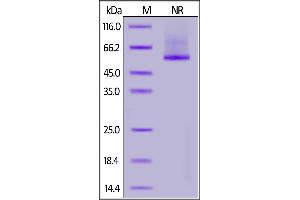 GPC2 Protein (AA 24-552) (His tag)