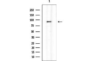 anti-Sex Comb On Midleg-Like 2 (SCML2) (Internal Region) antibody