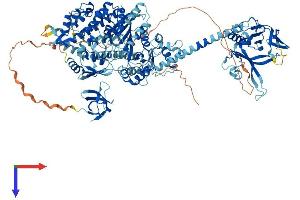 MYO1E Protein (AA 1-1107) (His tag)
