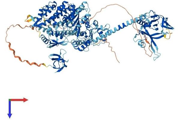 MYO1E Protein (AA 1-1107) (His tag)