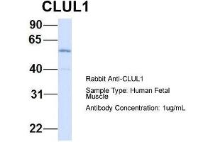Host: Rabbit  Target Name: CLUL1  Sample Tissue: Human Fetal Muscle  Antibody Dilution: 1. (CLUL1 Antikörper  (Middle Region))