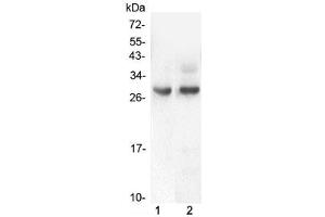 Western blot testing of 1) rat intestinal smooth muscle and 2) mouse intestinal smooth muscle lysate with PDCD10 antibody at 0. (PDCD10 Antikörper  (AA 1-212))
