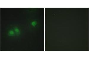 Immunofluorescence analysis of HepG2 cells, using ELAV2/4 Antibody. (ELAV2/4 Antikörper  (AA 61-110))