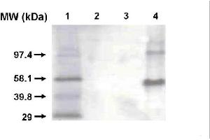 Western blot using CYP1A2 antibody . (CYP1A2 Antikörper)