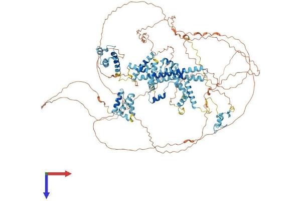 SFRS14 Protein (AA 1-1082) (His tag)