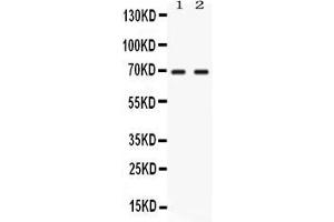 Western blot analysis of NFIA using anti- NFIA antibody . (NFIA Antikörper  (Middle Region))