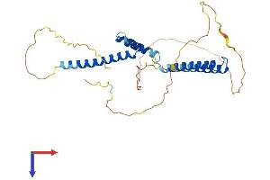 HEY1 Protein (AA 1-304) (His tag)