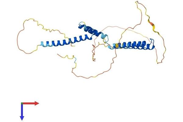 HEY1 Protein (AA 1-304) (His tag)