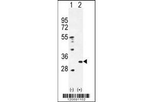 Western blot analysis of PRDX4 using rabbit polyclonal PRDX4 Antibody using 293 cell lysates (2 ug/lane) either nontransfected (Lane 1) or transiently transfected (Lane 2) with the PRDX4 gene. (Peroxiredoxin 4 Antikörper  (AA 82-110))
