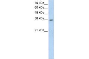 Western Blotting (WB) image for anti-ATP-Binding Cassette, Sub-Family A (ABC1), Member 3 Pseudogene (LOC342293) antibody (ABIN2462728) (LOC342293 Antikörper)