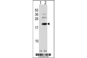 Western blot analysis of BARX1 using rabbit polyclonal BARX1 Antibody using 293 cell lysates (2 ug/lane) either nontransfected (Lane 1) or transiently transfected (Lane 2) with the BARX1 gene.