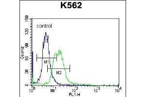 Flow Cytometry (FACS) image for anti-Membrane Protein, Palmitoylated 3 (MAGUK P55 Subfamily Member 3) (MPP3) (AA 406-434), (C-Term) antibody (ABIN656992)