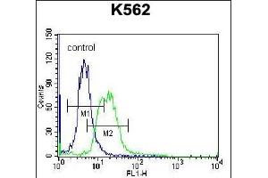 P3 Antibody (C-term) (ABIN656992 and ABIN2846173) flow cytometric analysis of K562 cells (right histogram) coared to a negative control cell (left histogram). (MPP3 Antikörper  (C-Term))