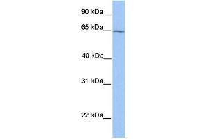 RXRB antibody used at 1 ug/ml to detect target protein.