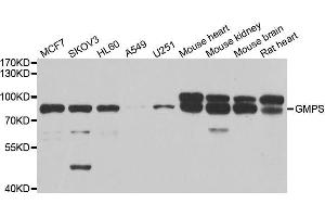 Western blot analysis of extracts of various cell lines, using GMPS antibody. (GMP Synthase Antikörper  (AA 394-693))
