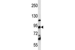 UBF1 / UBF antibody western blot analysis in K562 lysate. (UBTF Antikörper  (AA 631-660))