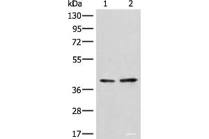 Western blot analysis of A172 and LO2 cell lysates using HNRNPA3 Polyclonal Antibody at dilution of 1:500 (HNRNPA3 Antikörper)