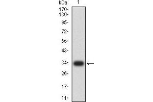 Western blot analysis using Neurod mAb against human Neurod (AA: 26-91) recombinant protein. (NEUROD1 Antikörper  (AA 26-91))