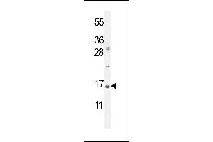 UBA52 Antibody (C-Term) (ABIN654135 and ABIN2844007) western blot analysis in Hela cell line lysates (35 μg/lane). (UBA52 Antikörper  (C-Term))