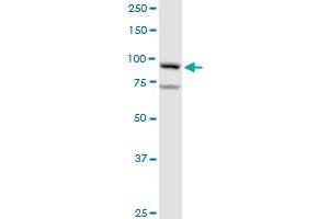 GOLGA1 MaxPab rabbit polyclonal antibody. (GOLGA1 Antikörper  (AA 1-767))