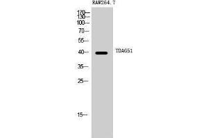 Western Blotting (WB) image for anti-Pleckstrin Homology-Like Domain, Family A, Member 1 (PHLDA1) (C-Term) antibody (ABIN3177661) (PHLDA1 Antikörper  (C-Term))