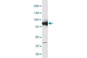 Western Blotting (WB) image for anti-Glutamate-Cysteine Ligase, Catalytic Subunit (GCLC) (AA 528-637) antibody (ABIN561050)
