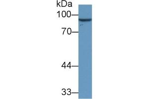 Detection of VGF in Human U87MG cell lysate using Monoclonal Antibody to VGF Nerve Growth Factor Inducible (VGF) (VGF Antikörper  (AA 330-449))