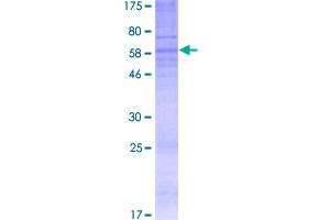 Purinergic Receptor P2Y, G-Protein Coupled, 13 (P2RY13) (AA 1-333) protein (GST tag)