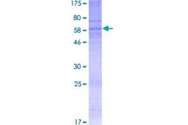 Purinergic Receptor P2Y, G-Protein Coupled, 13 (P2RY13) (AA 1-333) protein (GST tag)