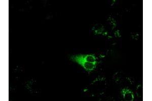 Anti-CYP1A2 mouse monoclonal antibody (ABIN2452933) immunofluorescent staining of COS7 cells transiently transfected by pCMV6-ENTRY CYP1A2 (RC221636). (CYP1A2 Antikörper)