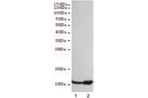 Western blot testing of 1) HeLa and 2) A549 cell lysates with FSP1 antibody at 1:500. (s100a4 Antikörper)