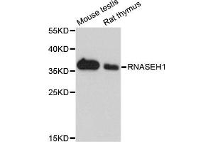 Western blot analysis of extracts of mouse testis and rat thymus cell lines, using RNASEH1 antibody. (Ribonuclease H1 Antikörper)