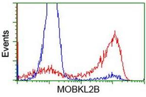 HEK293T cells transfected with either RC205977 overexpress plasmid (Red) or empty vector control plasmid (Blue) were immunostained by anti-MOBKL2B antibody (ABIN2453319), and then analyzed by flow cytometry. (MOBKL2B Antikörper)