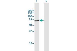 Western Blot analysis of CTSF expression in transfected 293T cell line by CTSF MaxPab polyclonal antibody.