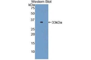Western Blotting (WB) image for anti-Oxidized Low Density Lipoprotein (Lectin-Like) Receptor 1 (OLR1) (AA 60-312) antibody (ABIN1859677)
