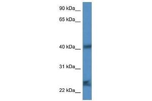 Western Blot showing Scamp1 antibody used at a concentration of 1. (SCAMP1 Antikörper  (N-Term))