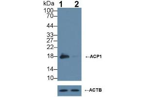 Western blot analysis of (1) Wild-type HeLa cell lysate, and (2) ACP1 knockout HeLa cell lysate, using Rabbit Anti-Rat ACP1 Antibody (1 µg/ml) and HRP-conjugated Goat Anti-Mouse antibody ( (ACP1 Antikörper  (AA 1-158))