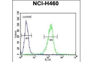 Sestrin-1 Antibody (C-term) (ABIN391992 and ABIN2841780) flow cytometric analysis of NCI- cells (right histogram) compared to a negative control cell (left histogram).