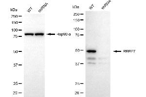 Western blotting analysis using RBBP7 antibody (ABIN7800186).