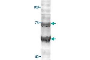 Western Blot analysis of WLS polyclonal antibody (1:2000) on HEK293 cell transfected with WLS-GFP.