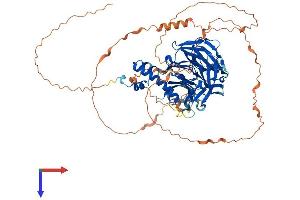 FBXO42 Protein (AA 1-717) (His tag)