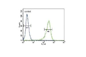OAT Antibody (N-term) (ABIN652844 and ABIN2842548) flow cytometric analysis of 293 cells (right histogram) compared to a negative control cell (left histogram).